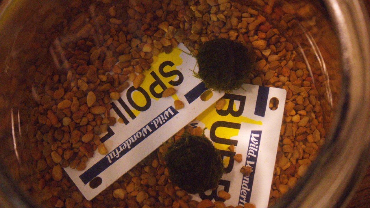 The Freedom of Uselessness