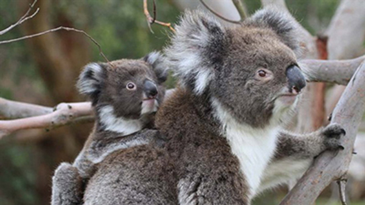Koala Forest