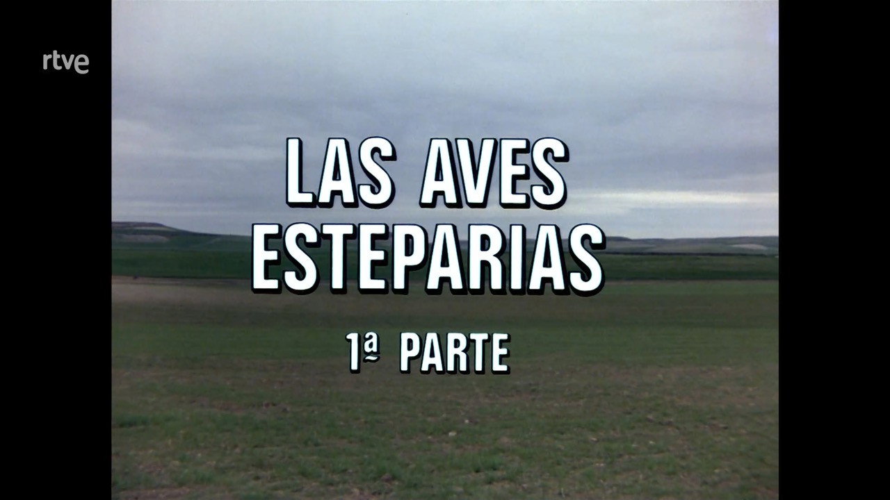 The Steppe Birds I