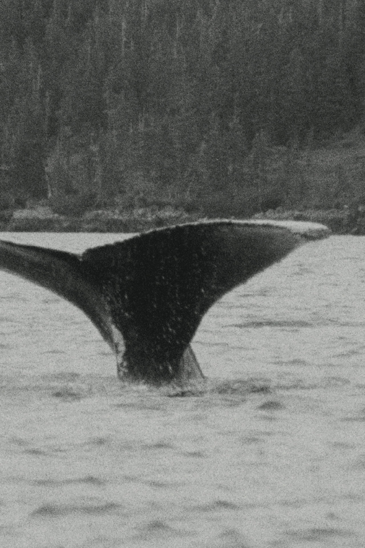 Whales