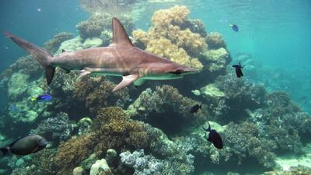 Coral Sea