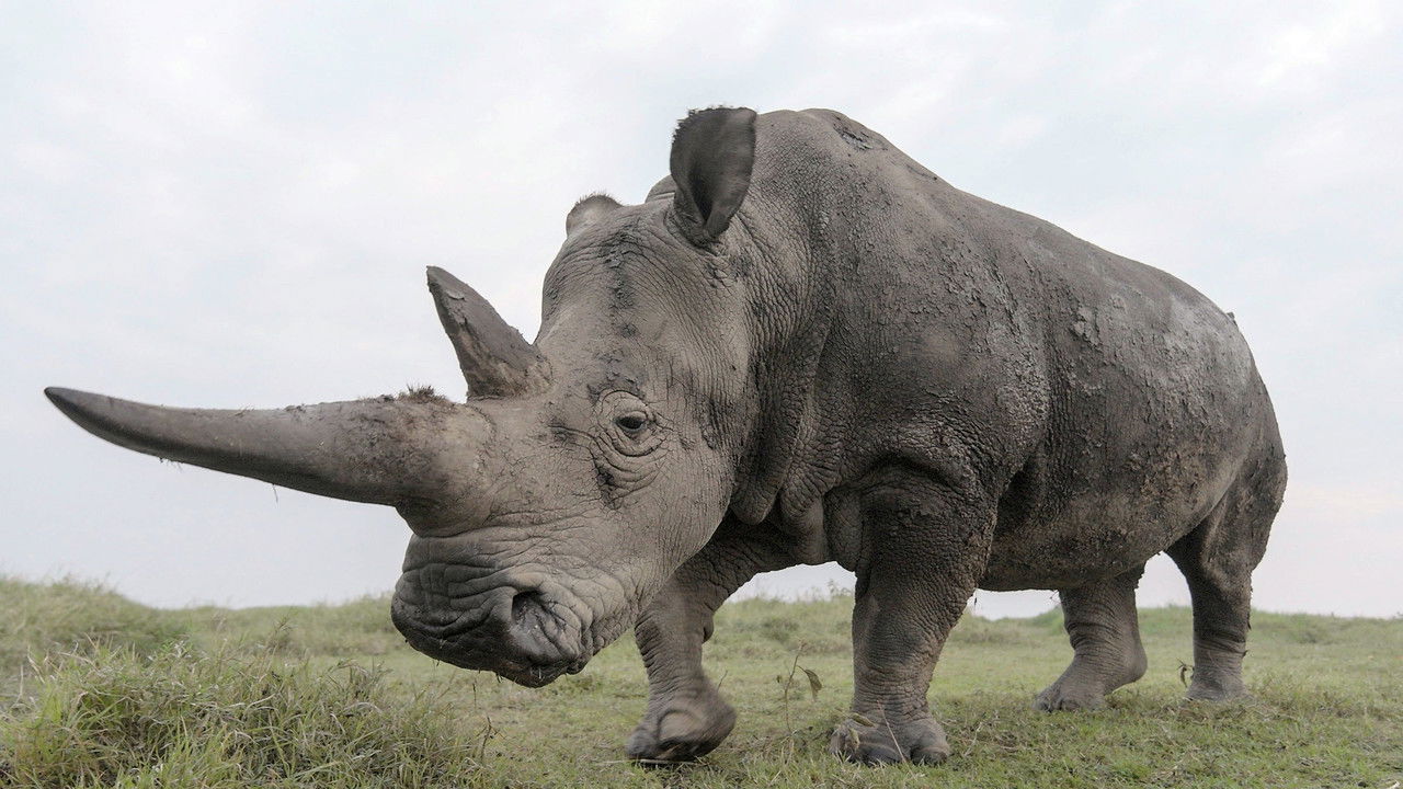 The Last Rhinos: A New Hope