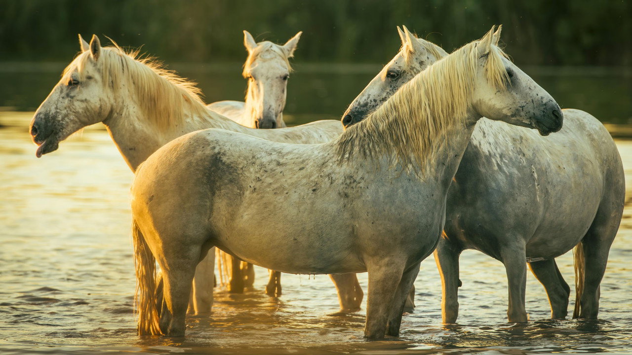 The Horse