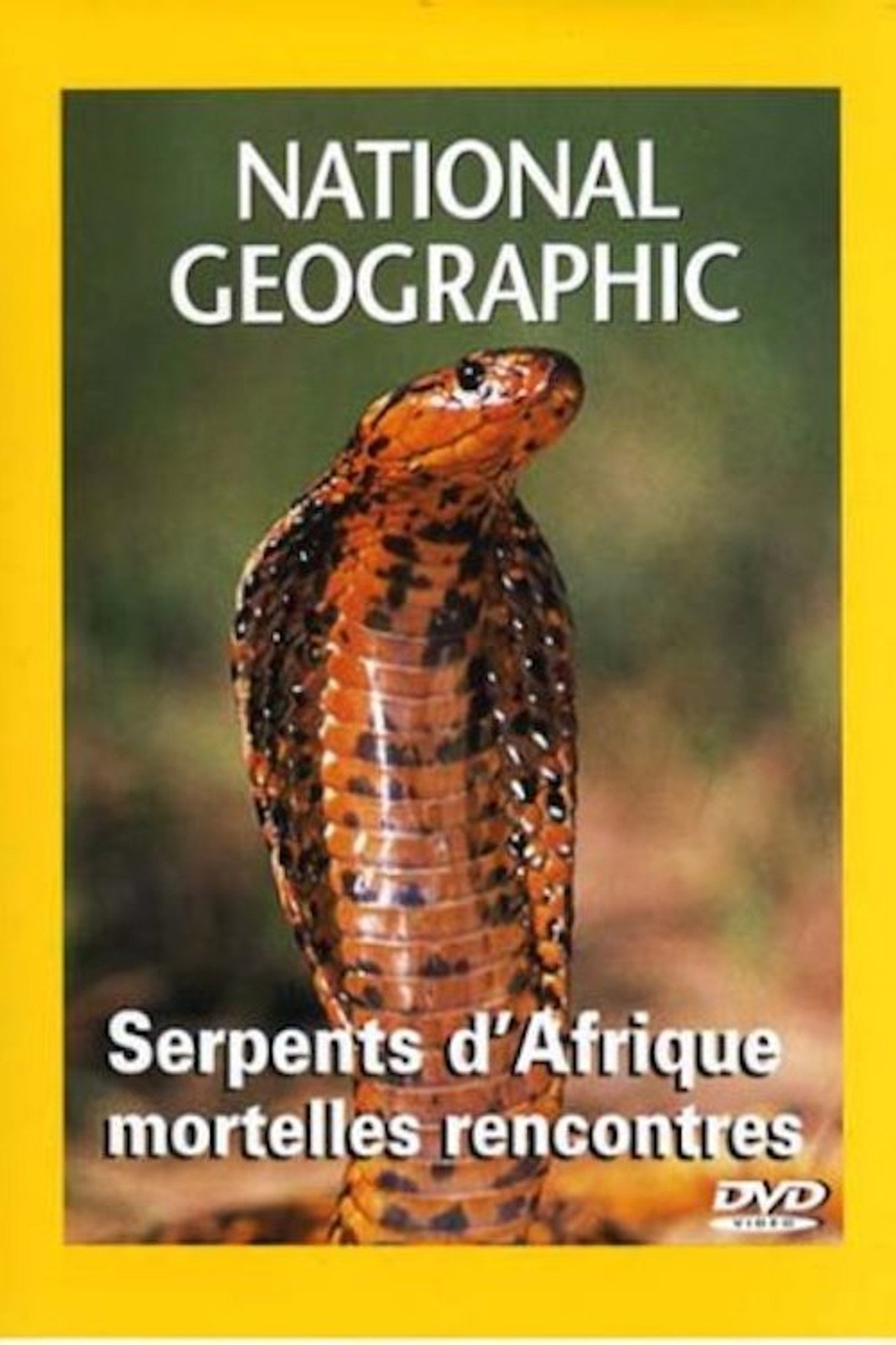 African Snakes