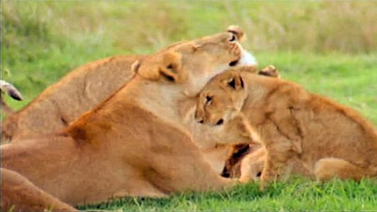 Animal Culture