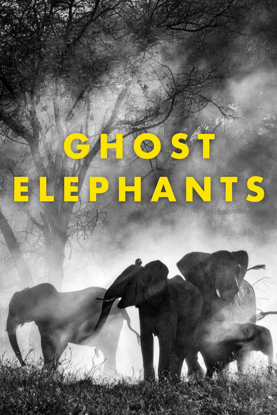Ghost Elephants