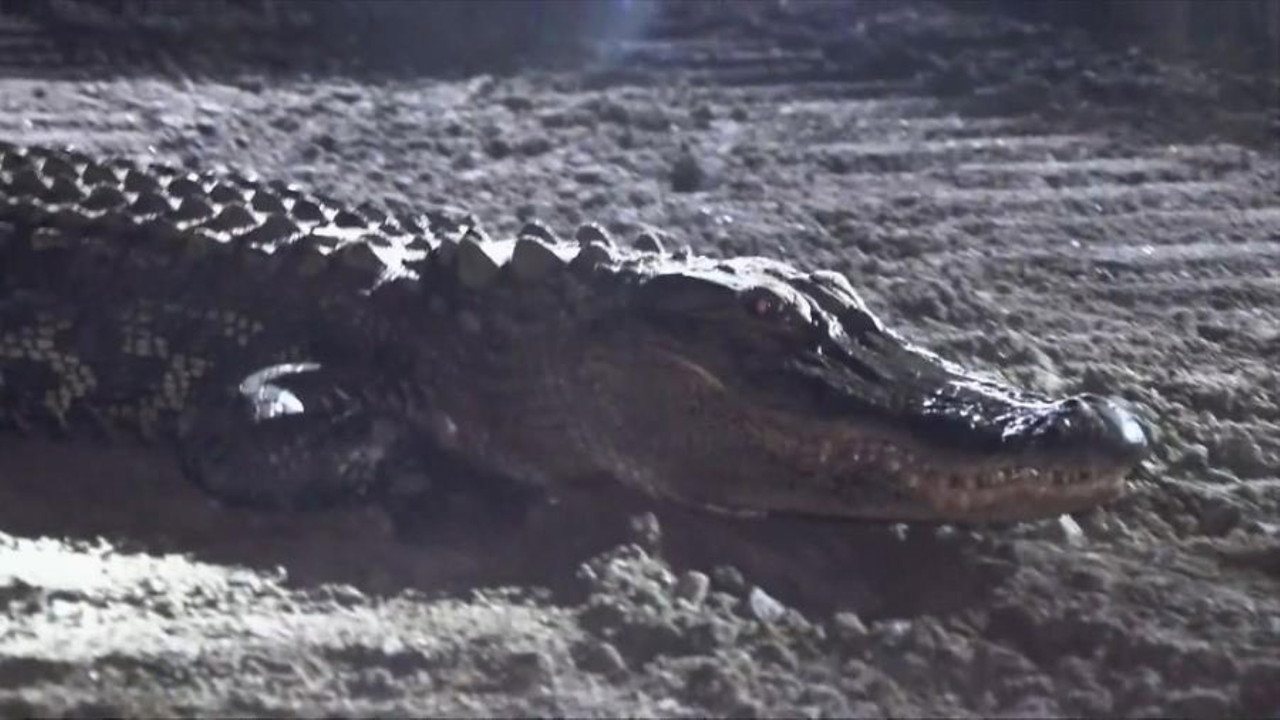 Alligator Incident