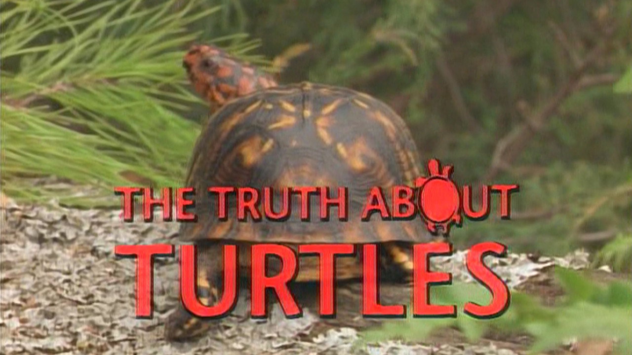 Truth about Turtles