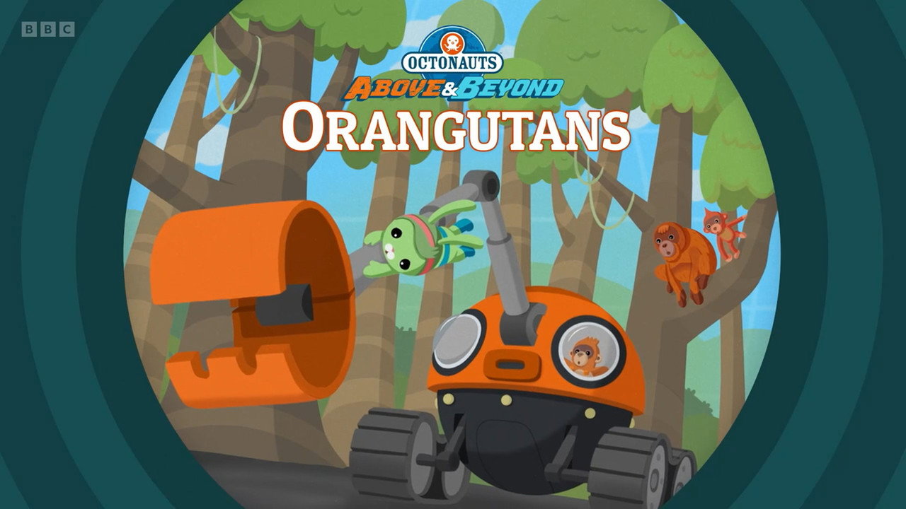 Orangutans