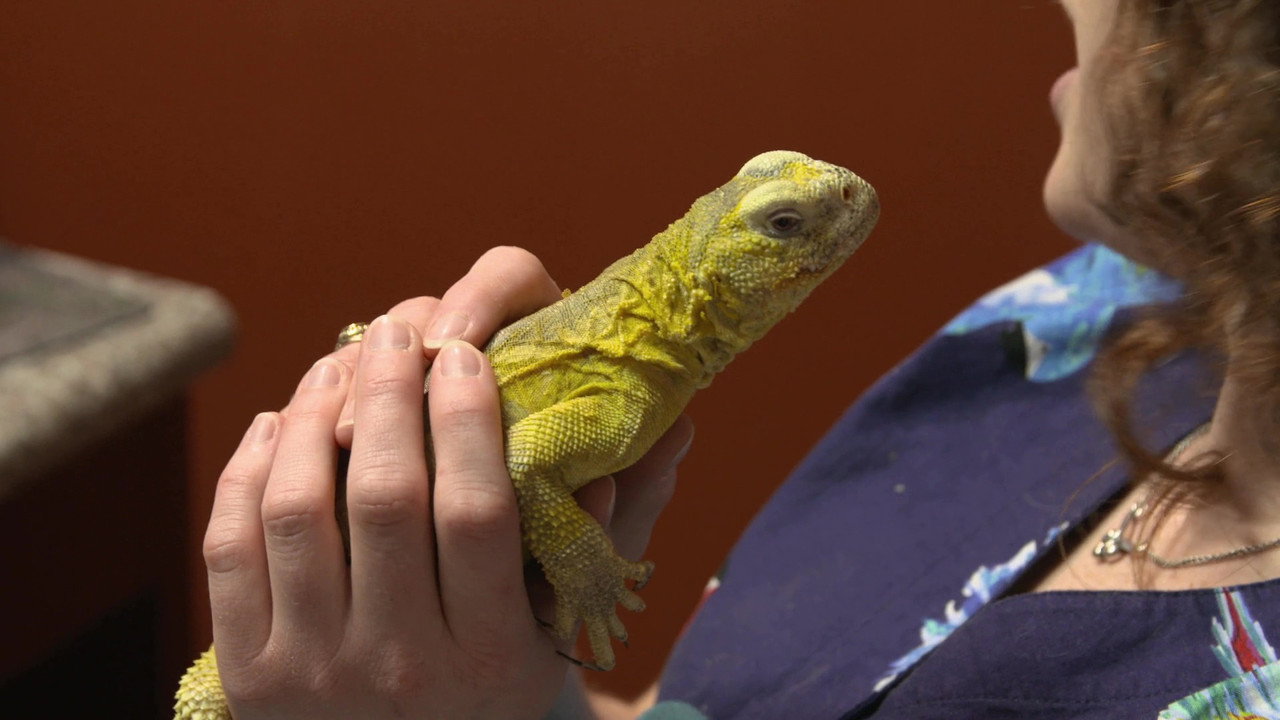 Lizard of Oz