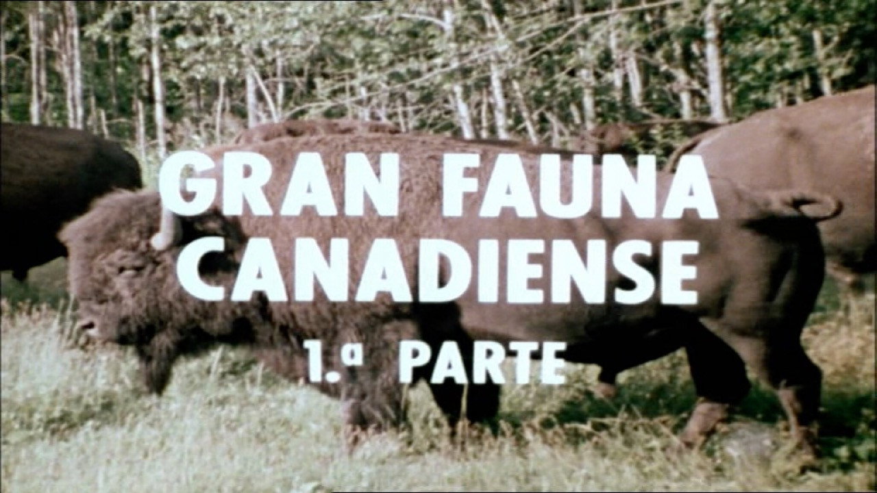 Great Canadian Wildlife I