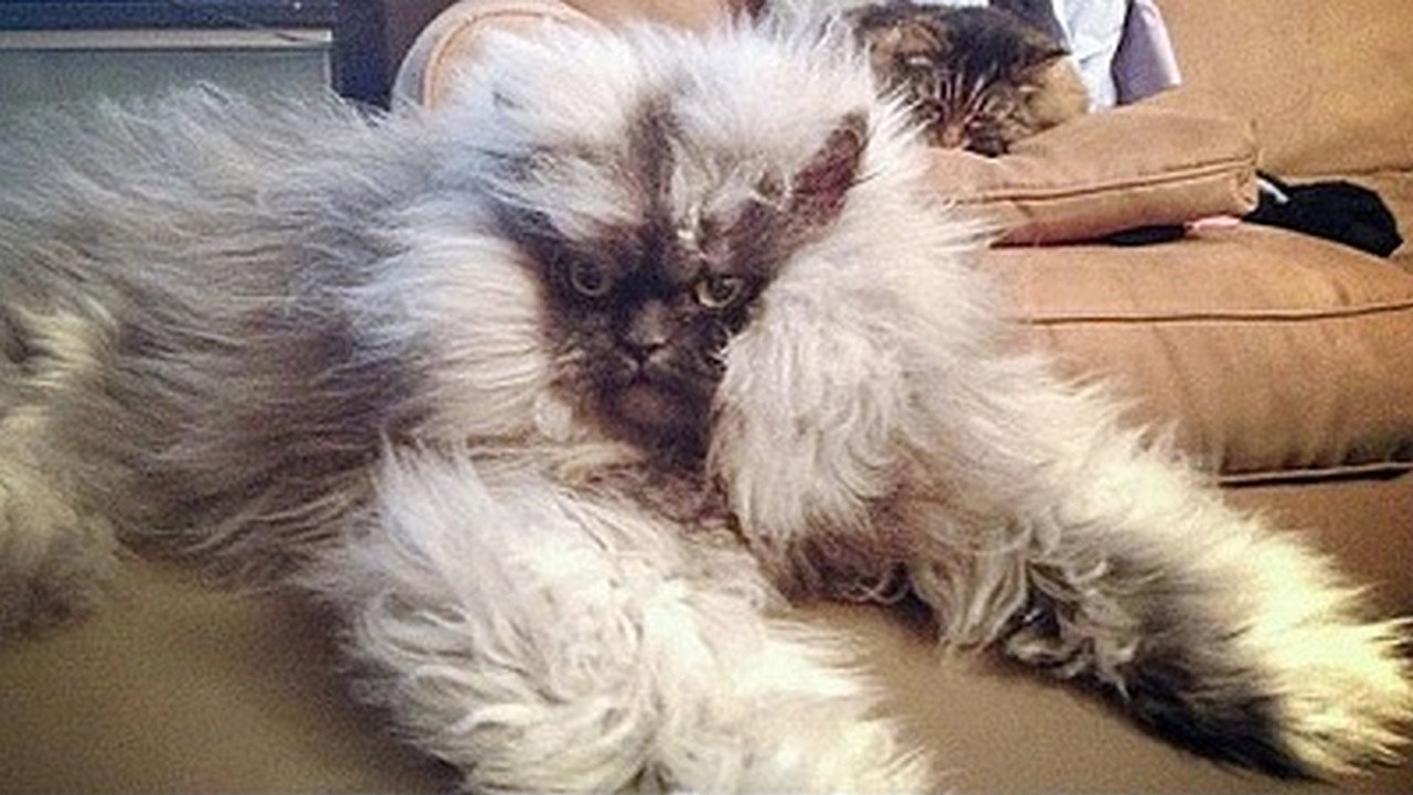 Demon Cat