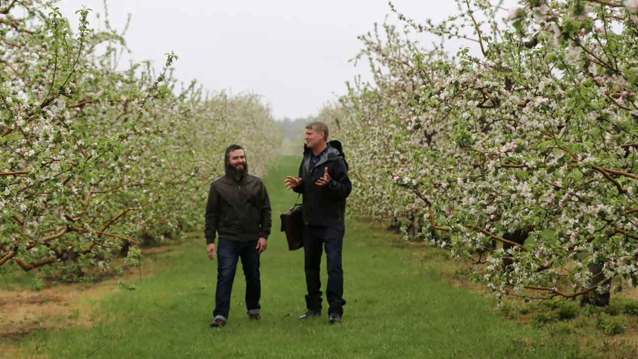 How 'Bout Them Apples
