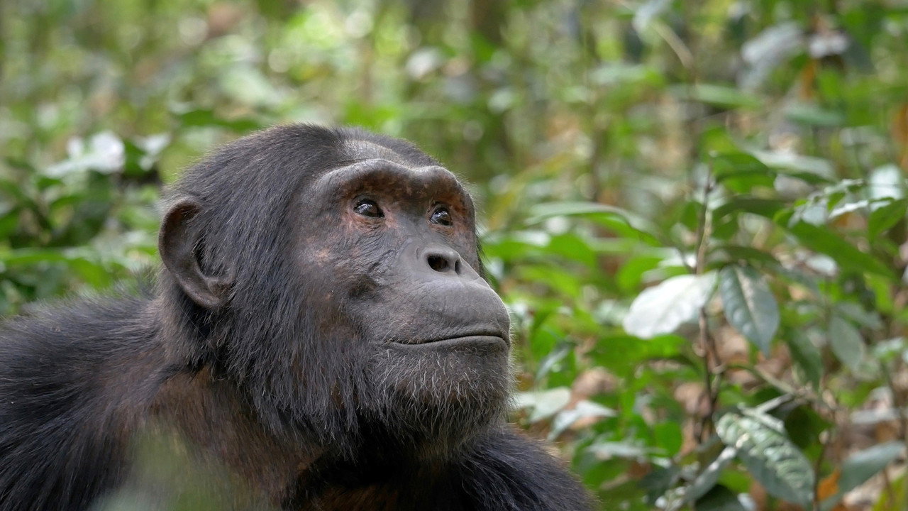 backdrop Ouganda, le regard d'un chimpanzé