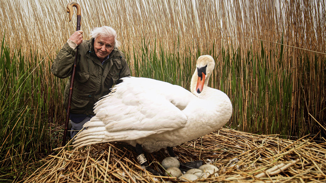 backdrop Attenborough's Wonder of Eggs