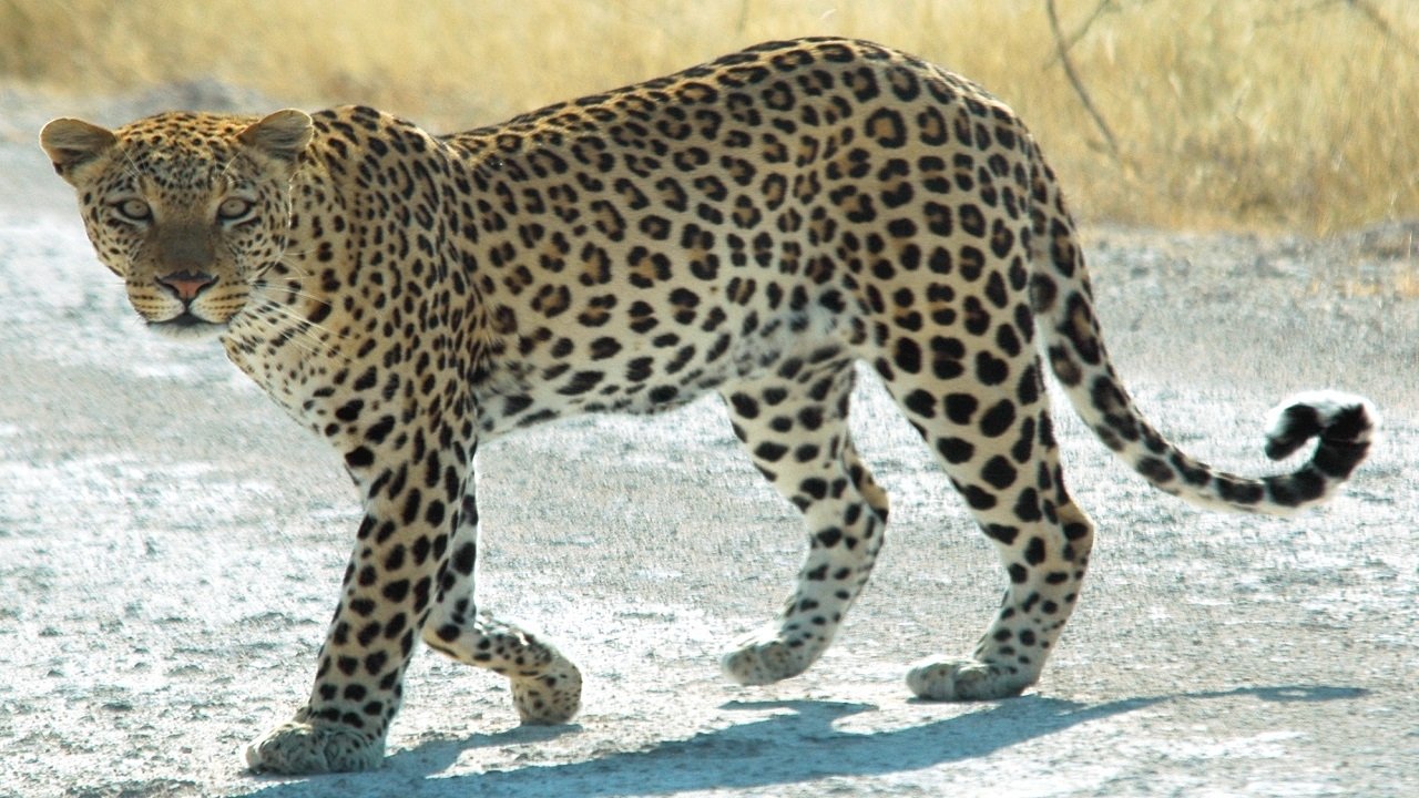 Le guépard, cet élégant chasseur d'Afrique backdrop