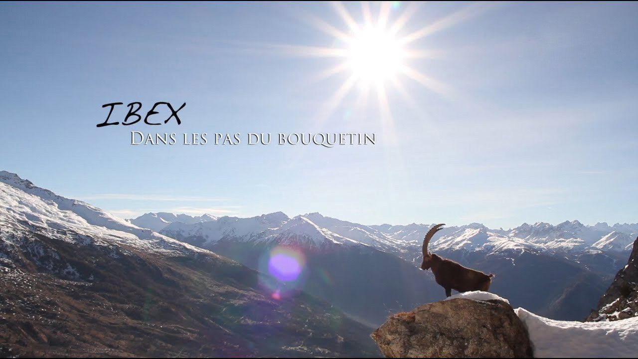 backdrop Ibex; In the Footsteps of the Ibex