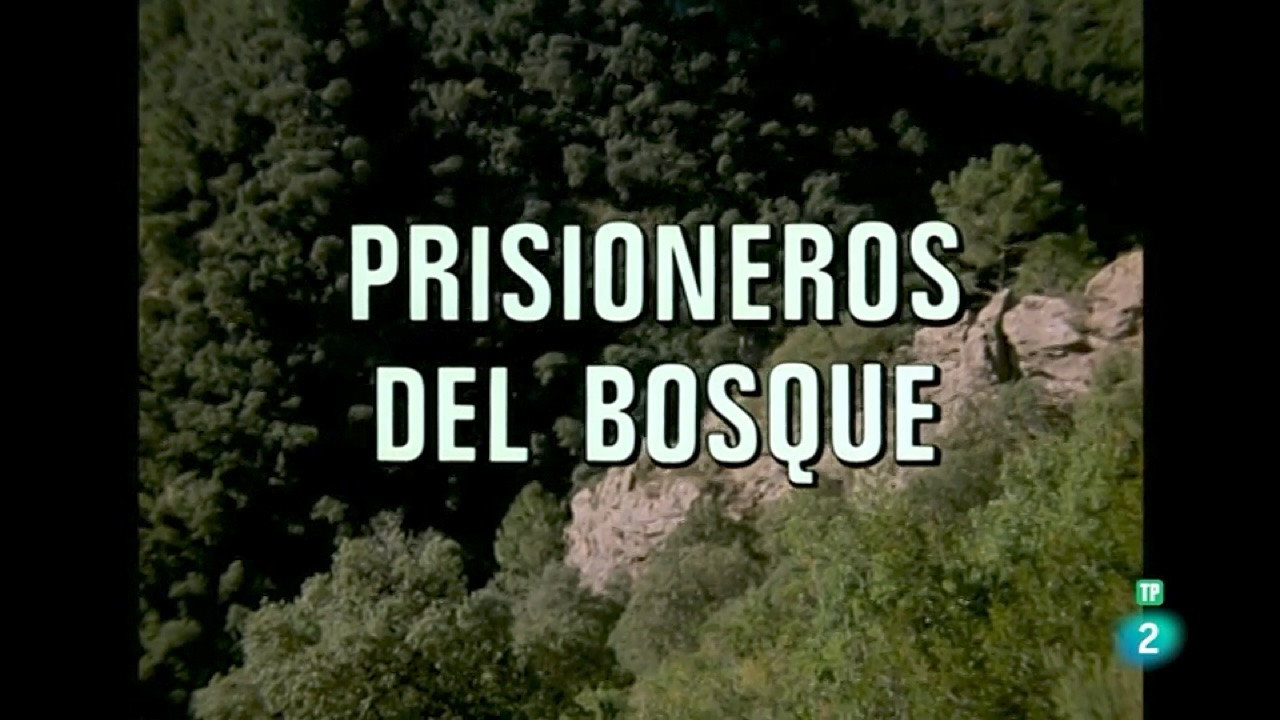 Prisoners of the Forest I