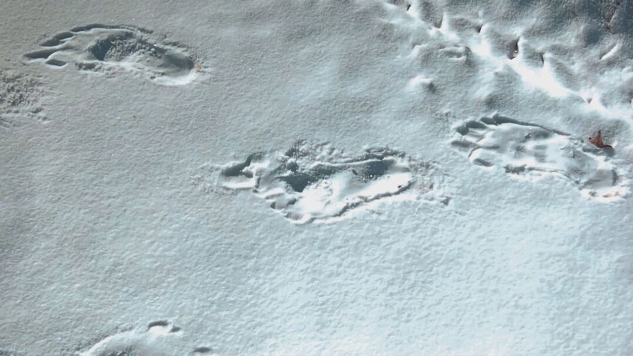 Bigfoot and Yeti