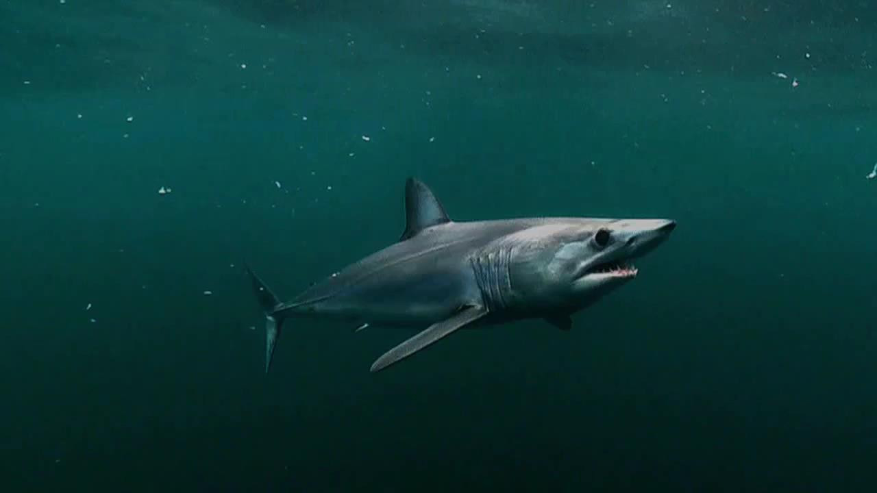 Sharks!