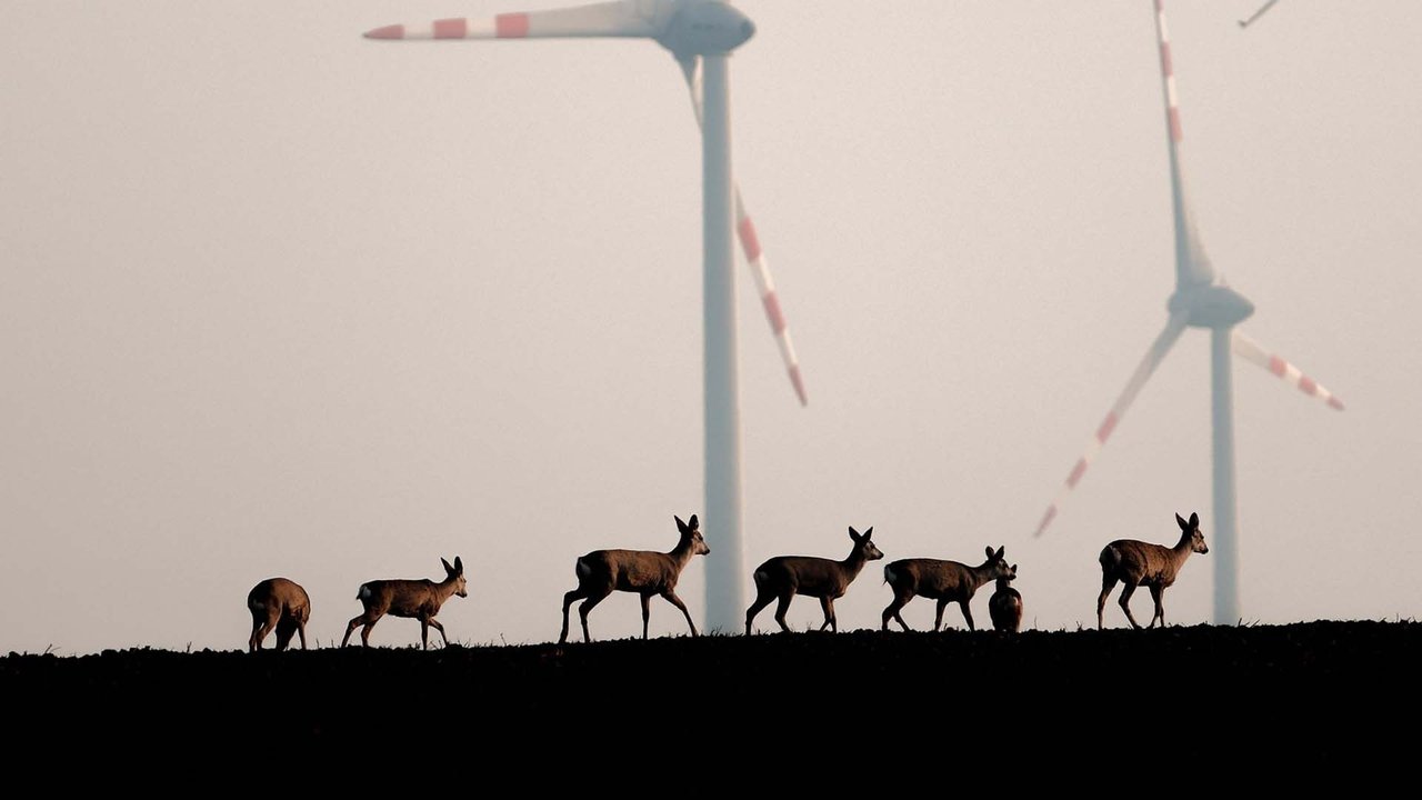 backdrop Wildnis 2.0 - Die Tierwelt auf Umwegen