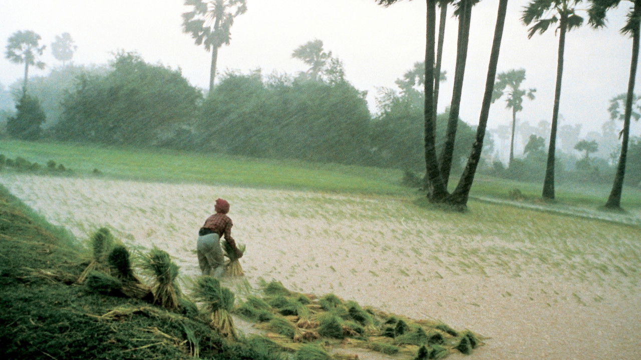 backdrop Rice People