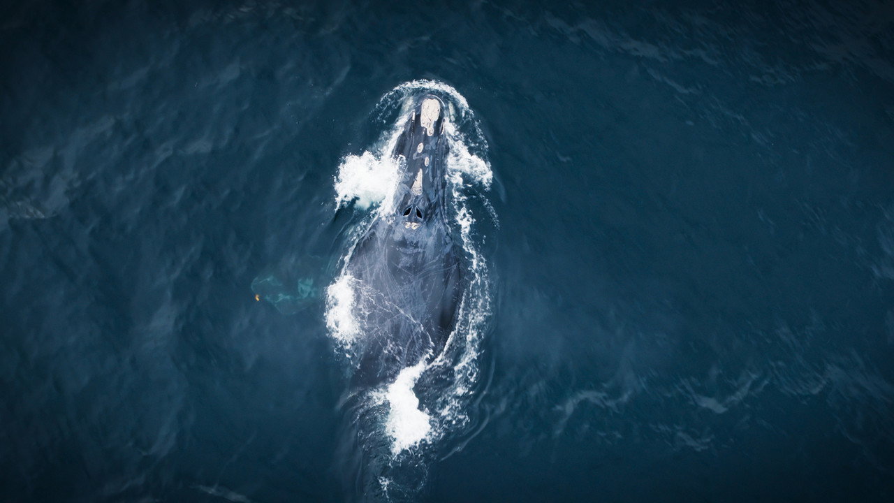 Whales