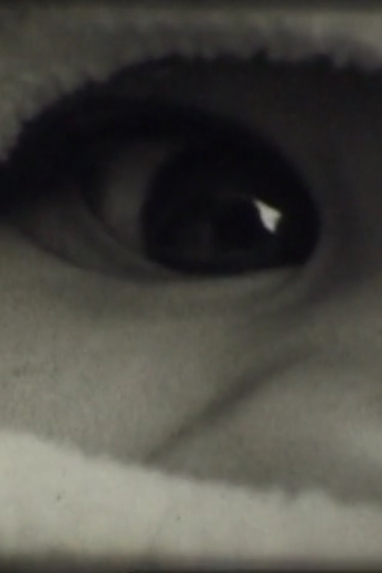 enlarged Poster 0