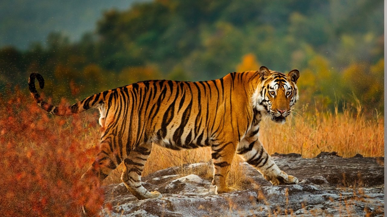 Tigerland : le dernier espoir du tigre backdrop