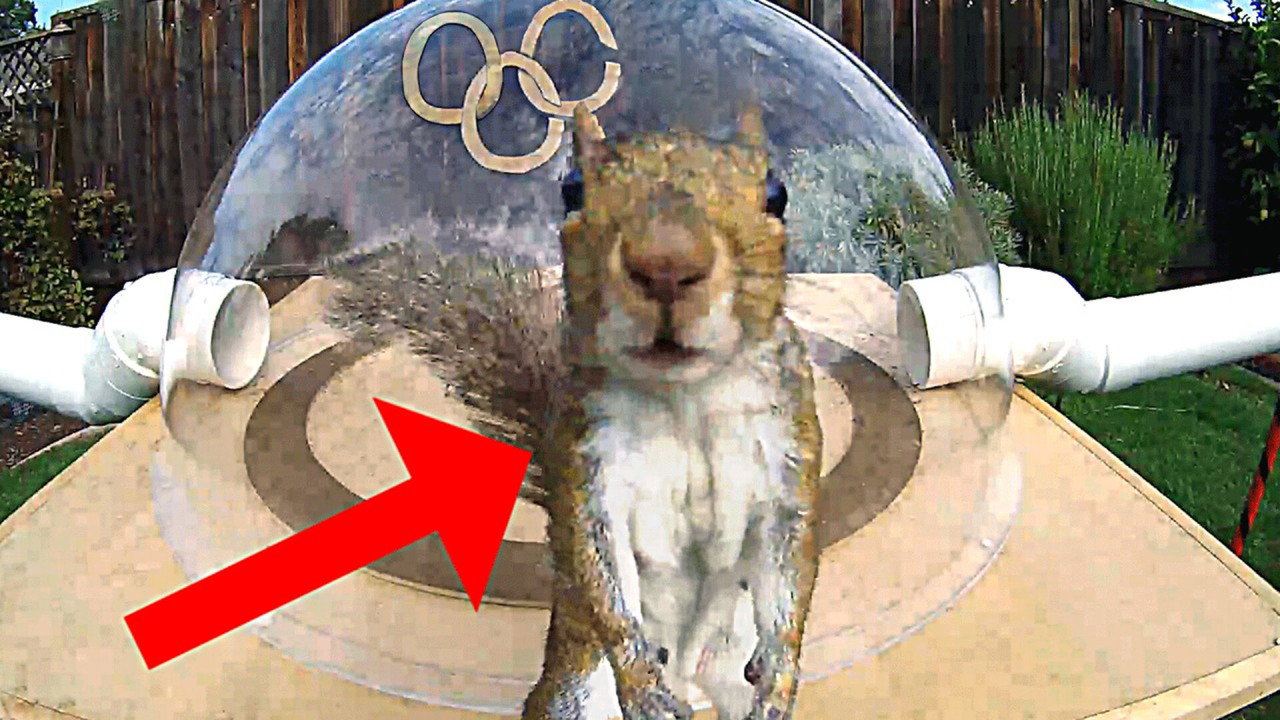 Backyard Squirrel Olympics 3.0