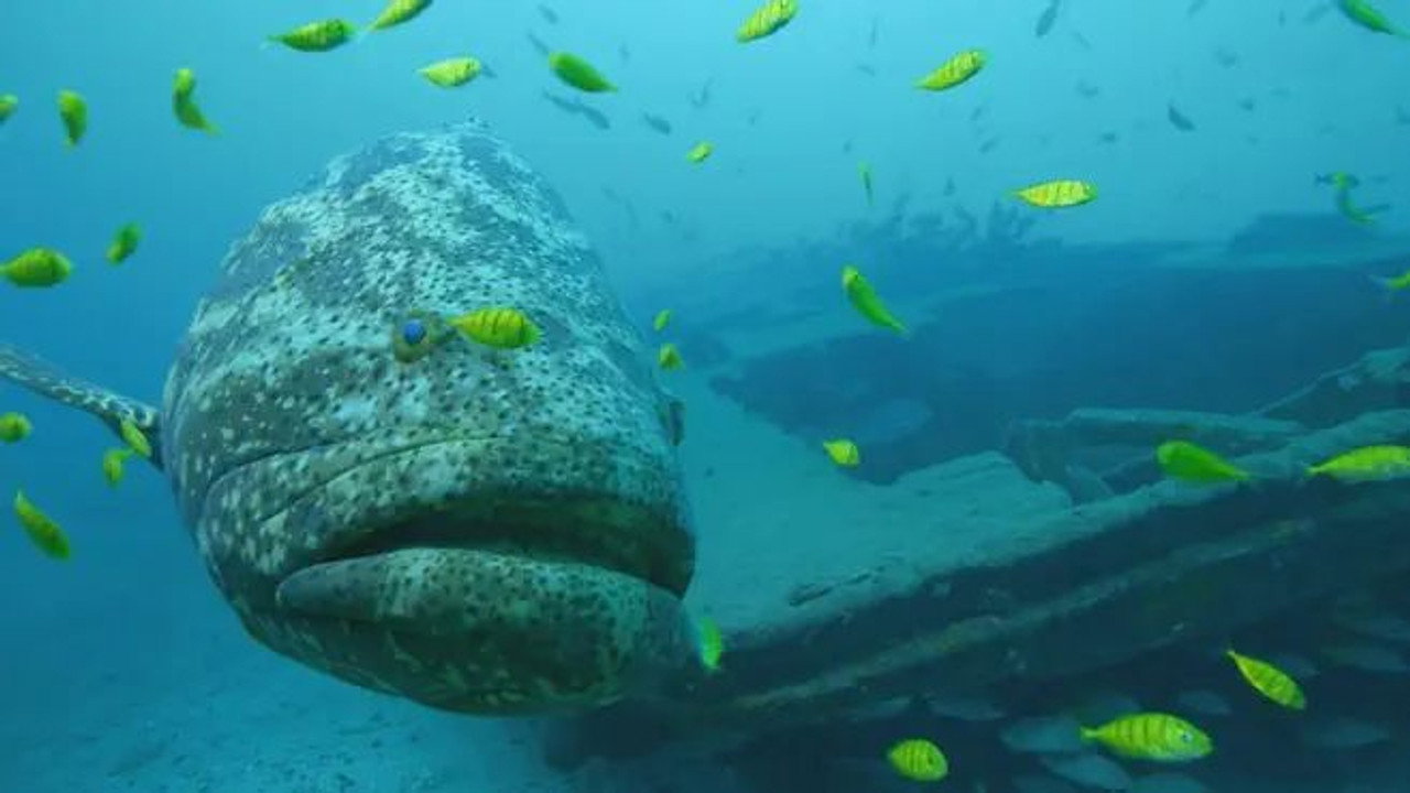 Providencia - March of the Crab