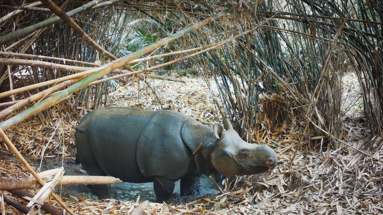 Rhinos