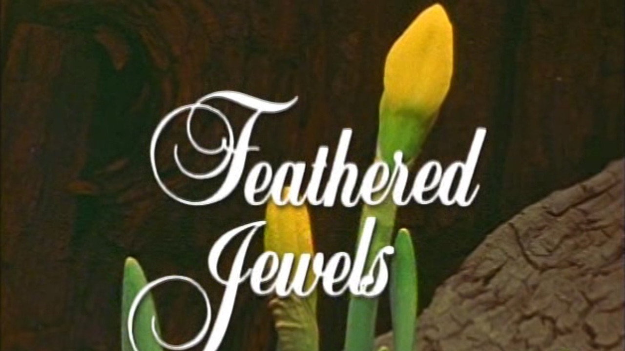 Feathered Jewels