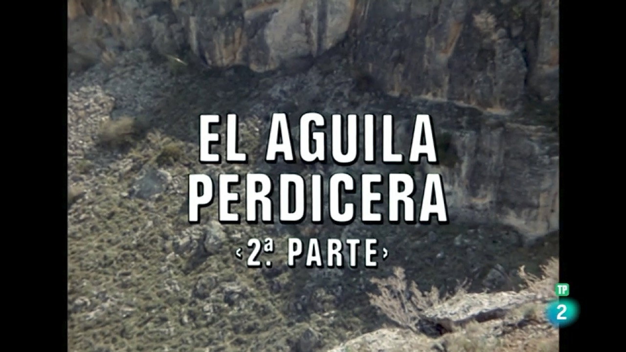 Bonelli's Eagle II