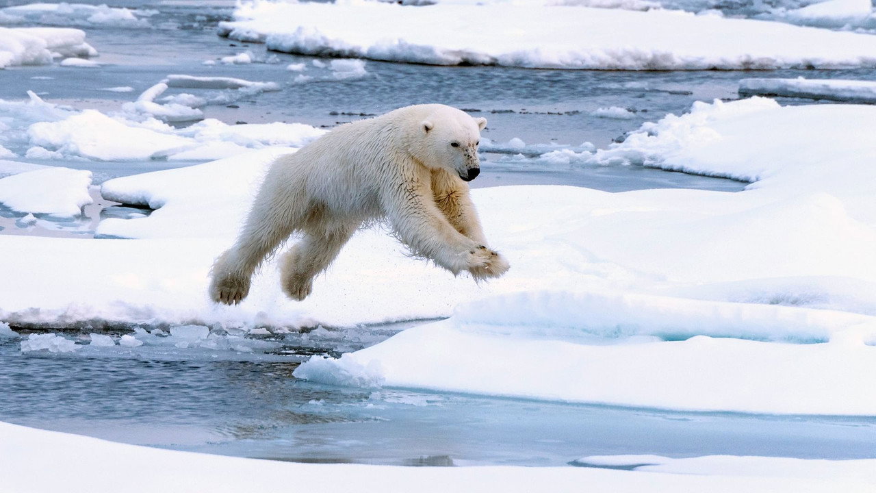 Polar Bear