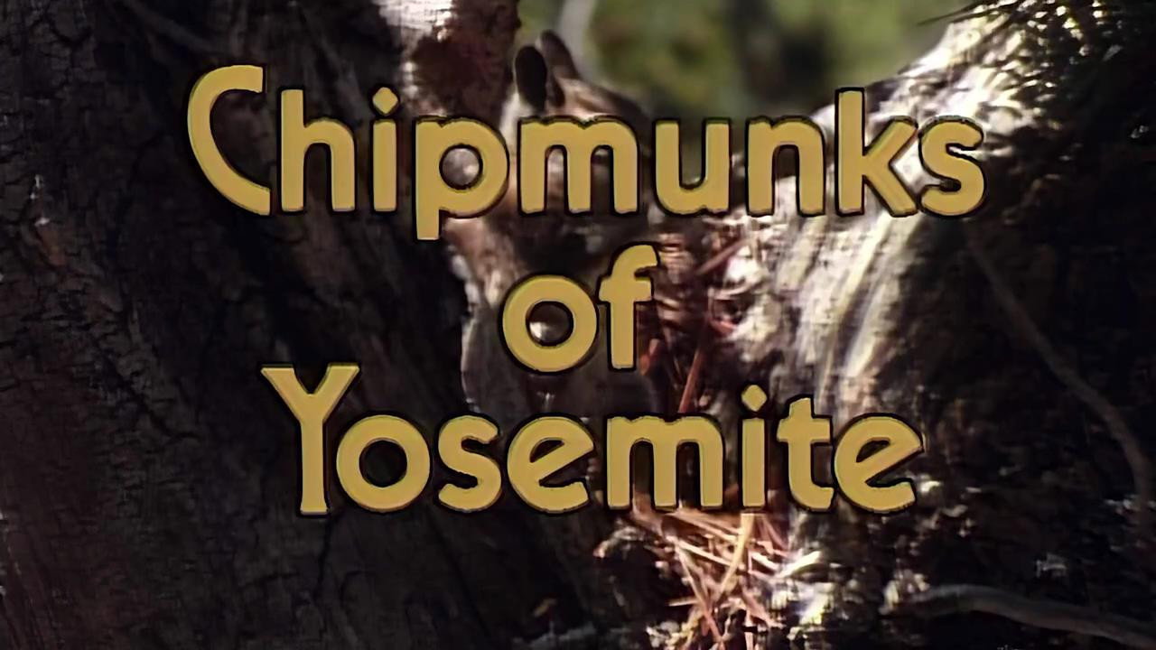 Chipmunks Of Yosemite