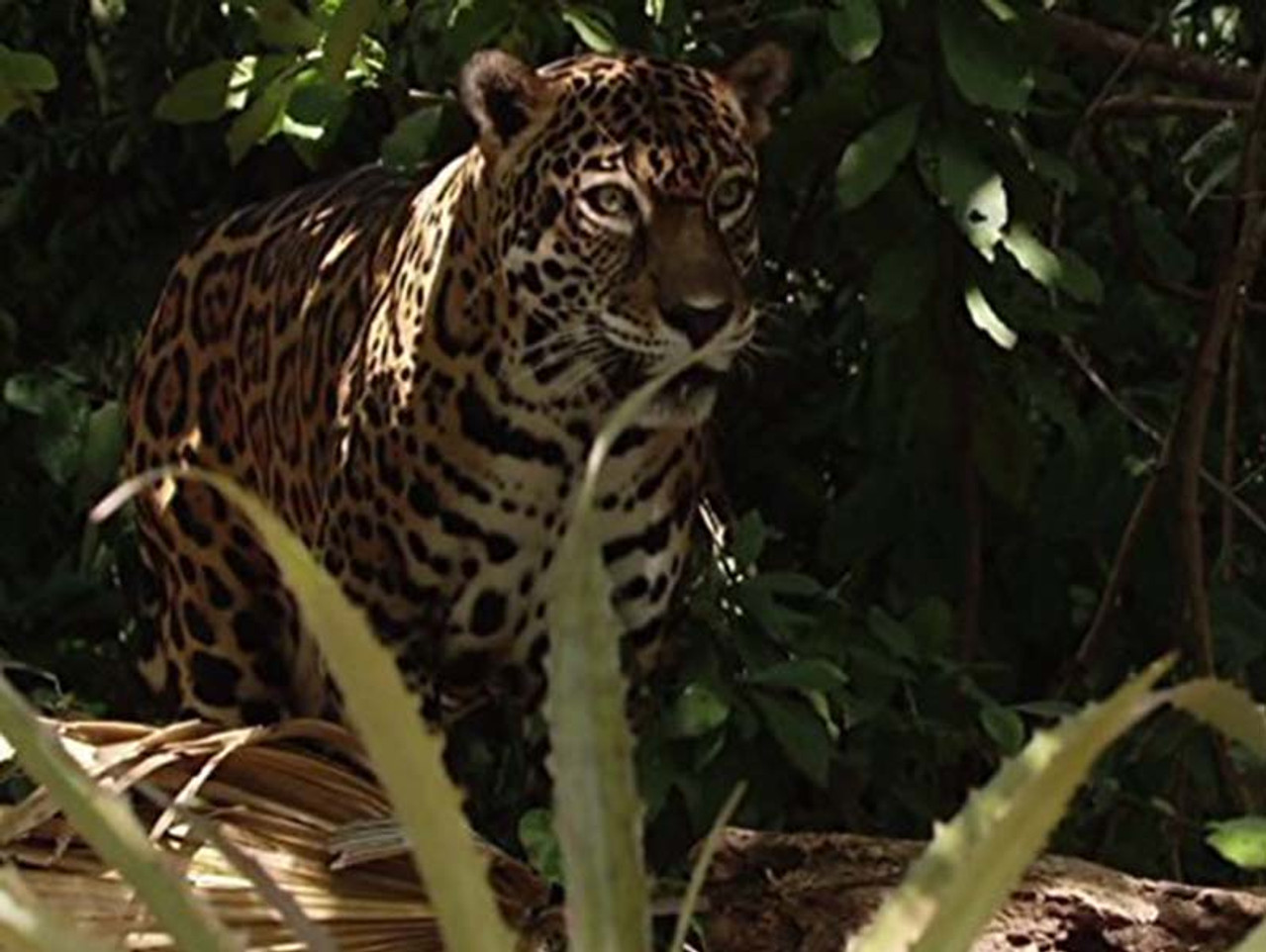 Costa Rica's Tropical Forests