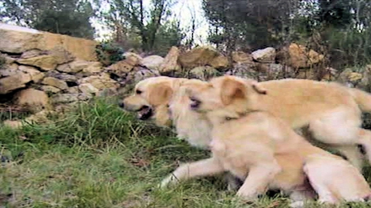 Animal Play
