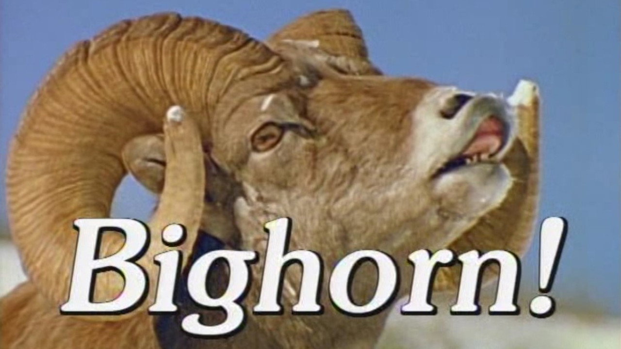 Bighorn!