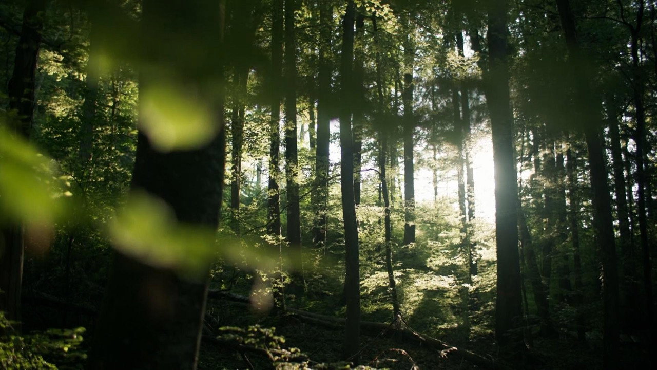 backdrop Secrets of the Forest