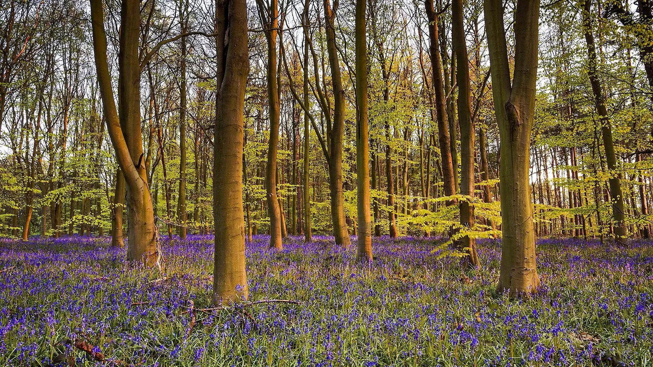 Spring