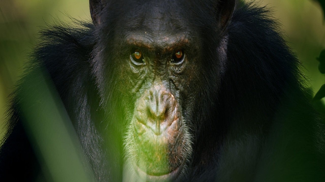 La planète des chimpanzés backdrop