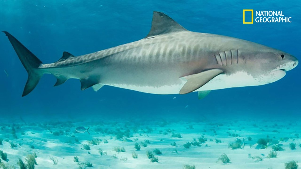 National Geographic : Requins-tigres, la peur bleue backdrop