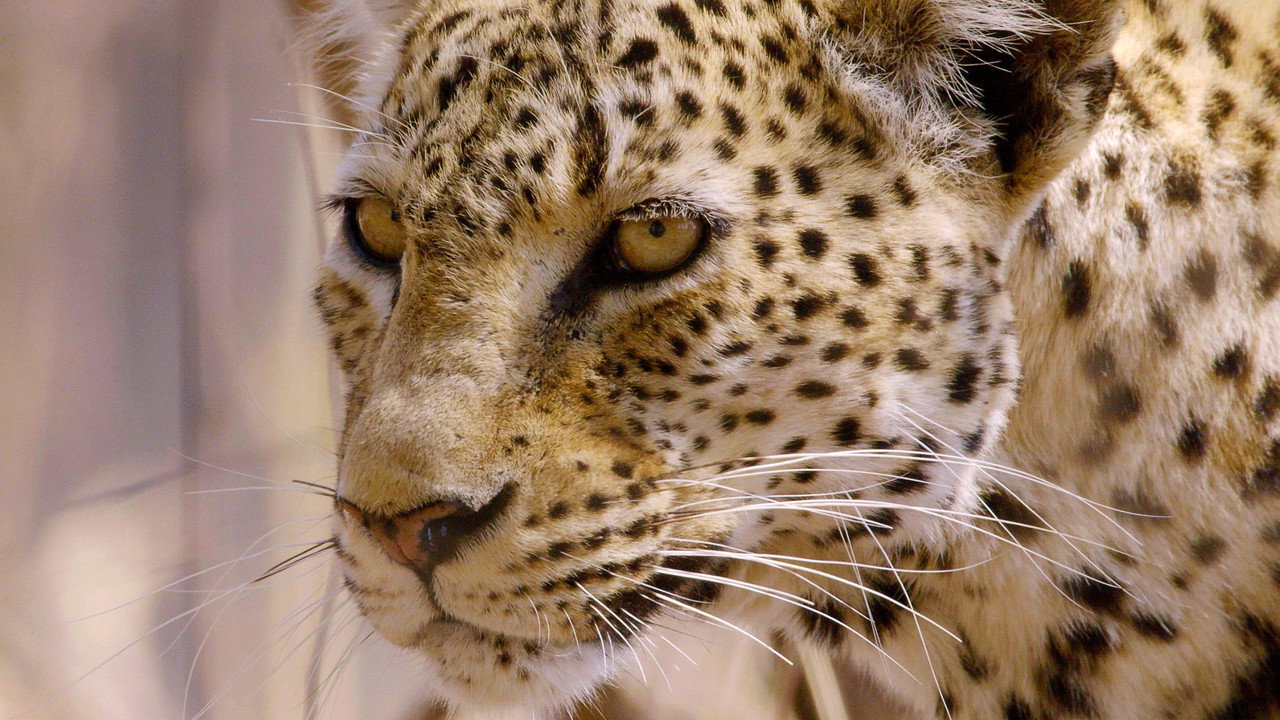 Predators Uncovered