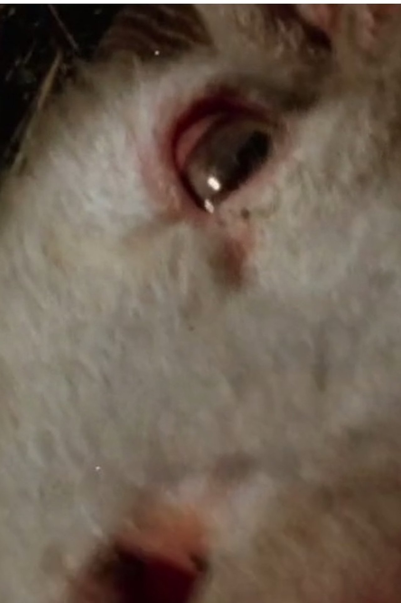 enlarged Poster 0