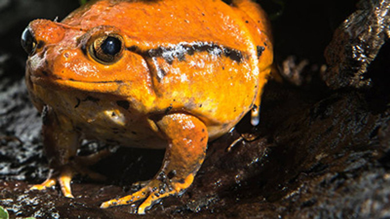 Frogs