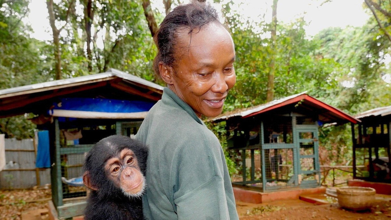 backdrop Chimp School