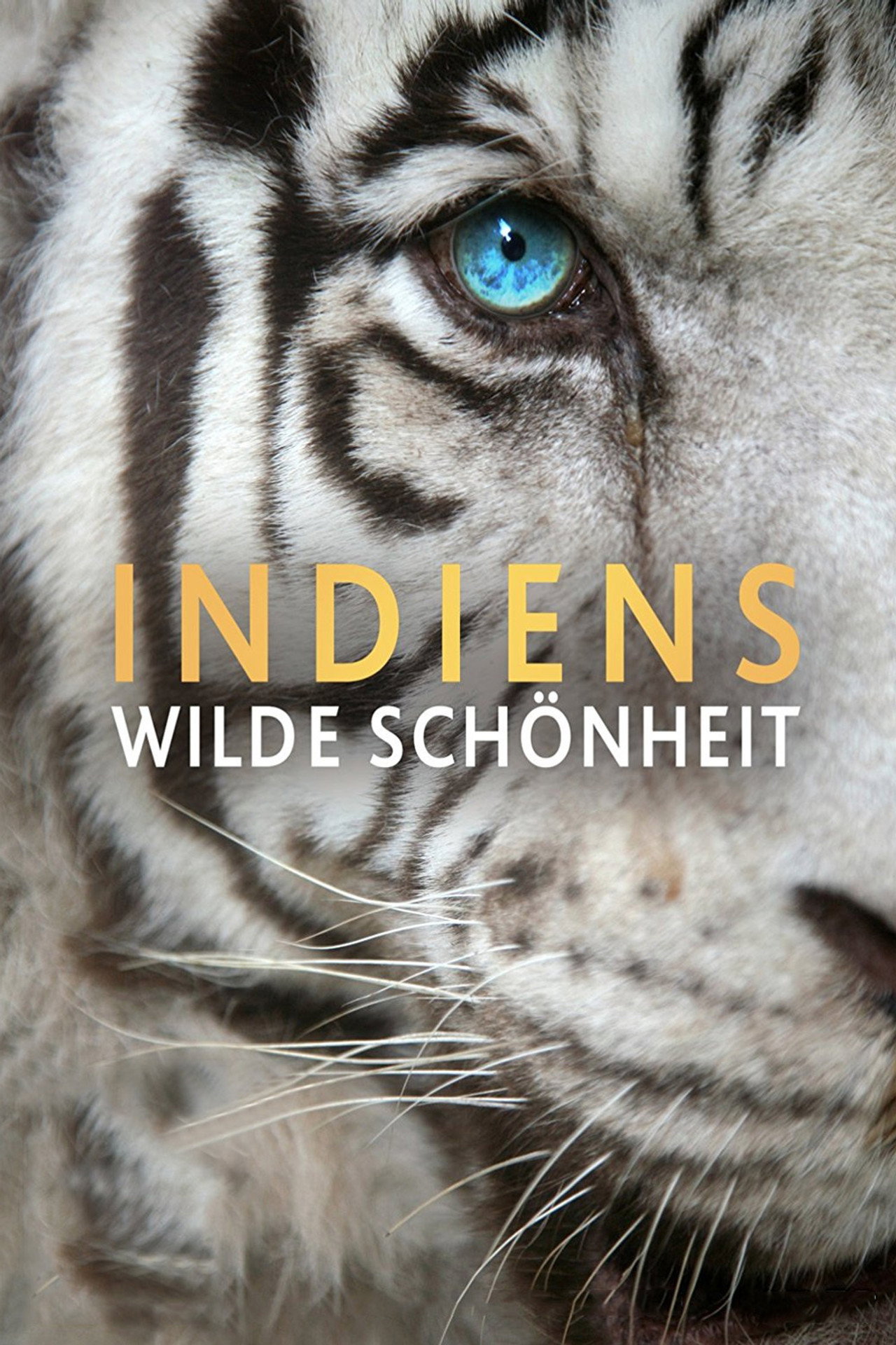 India's Wild Beauty