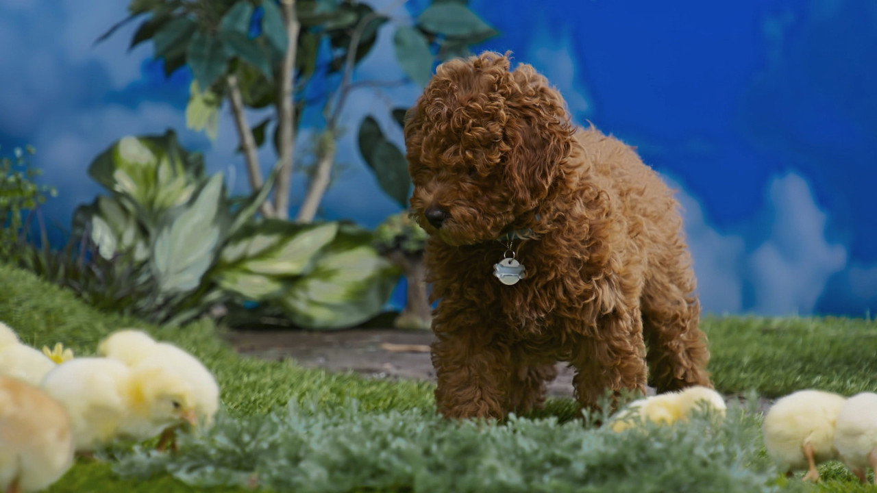 Puppy Detective