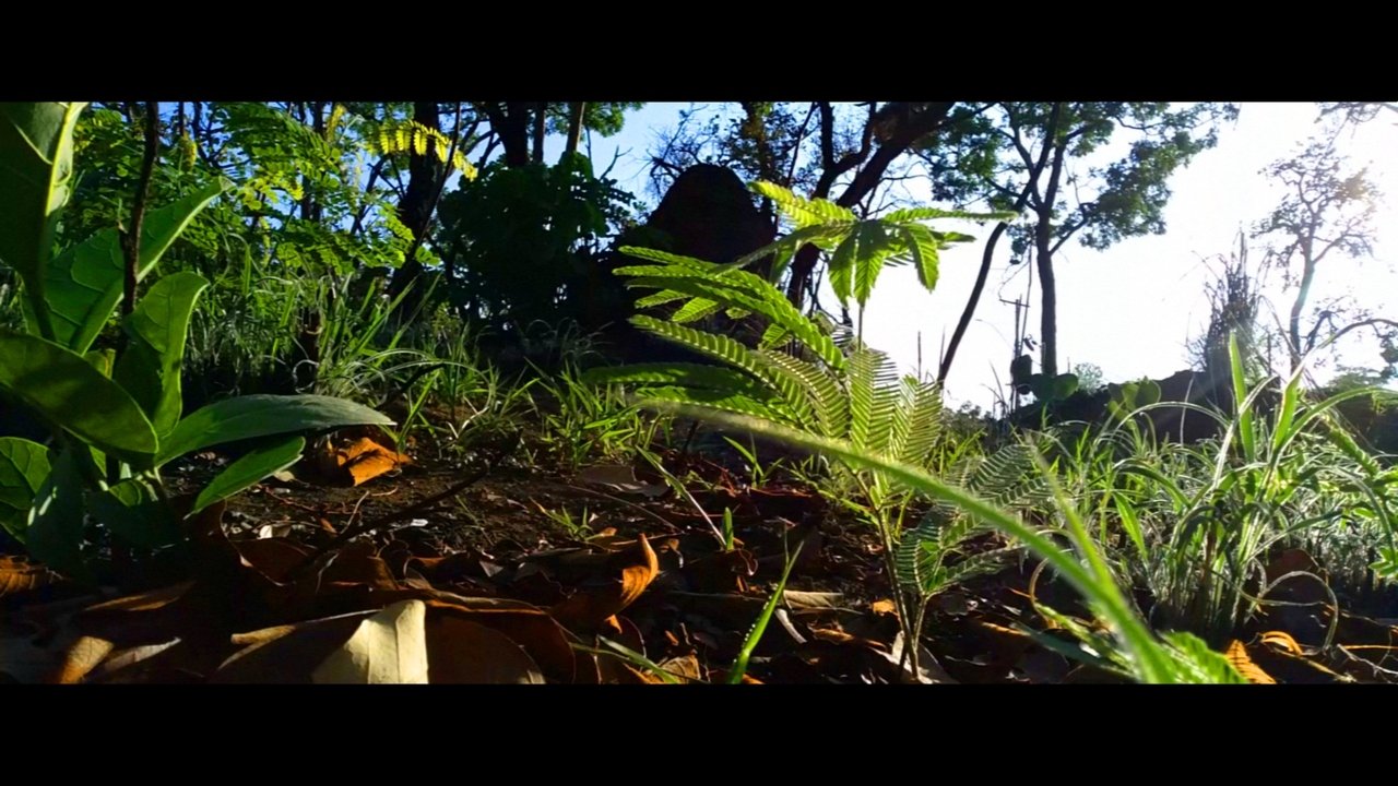 Entre a Natureza backdrop